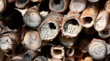 Vahşi arılar Osmia Bicornis böcek yuvası otelinde. 