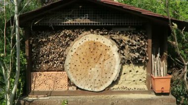 Vahşi arılar Osmia Bicornis böcek yuvası otelinde. 