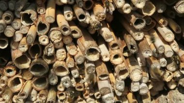 Vahşi arılar Osmia Bicornis böcek yuvası otelinde. 