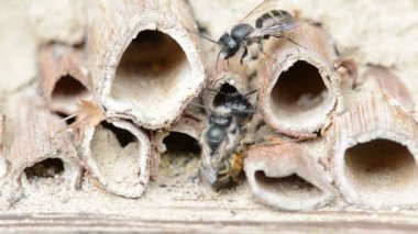 Yabani arılar Osmia Bicornis böcek otelinde çiftleşiyor..