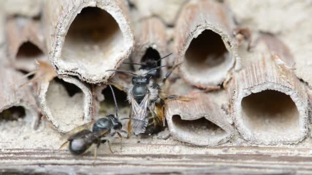 Wilde Bijen Osmia Bicornis Paren Insectenhotel — Stockvideo