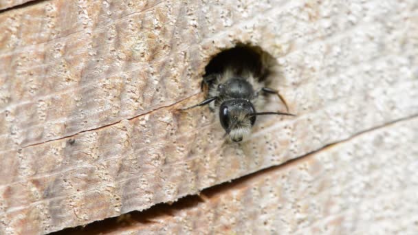 Solitérní Divoké Včely Osmia Natans Při Pohledu Díry Kmeni Stromu — Stock video