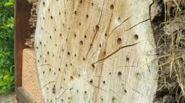 Vahşi arılar Osmia Bicornis böcek yuvası otelinde. 