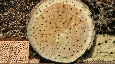 Vahşi arılar Osmia Bicornis böcek yuvası otelinde. 