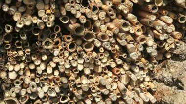 Vahşi arılar Osmia Bicornis böcek yuvası otelinde. 