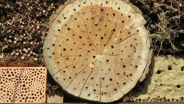 Vilda Bin Osmia Bicornis Insekt Box Hotel — Stockvideo