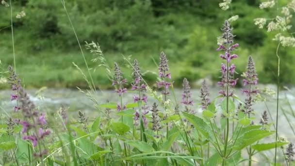 Хедж Woundwort Stachys Presidentatica Растет Альпийском Потоке Тироле — стоковое видео