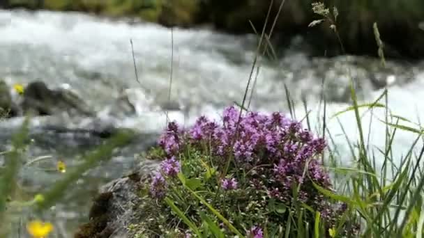 Wilde Thymianpflanze Den Zillertaler Alpen — Stockvideo