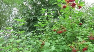 Guelder gülü meyveleri (Viburnum opulus)