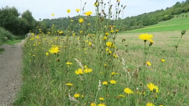 シャルケンメレーナー マール湖のカルデラに咲く花です風景 — ストック動画