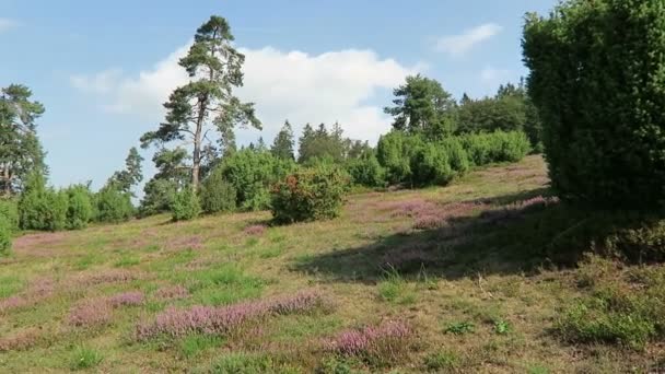 Rosa Ljung Blomma Eifel Regionen Tyskland — Stockvideo