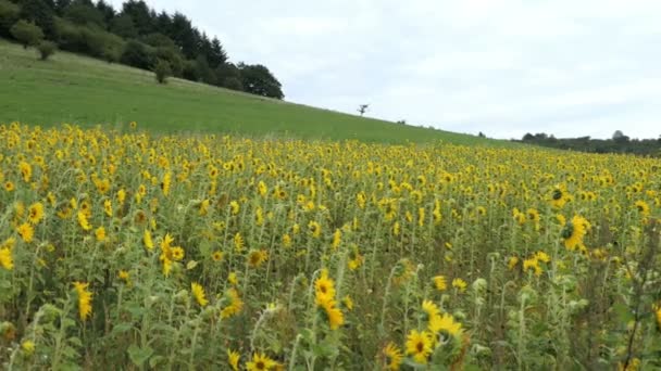 Champ de tournesol au paysage volcanique du lac Schalkenmehrener Maar dans la région de l'eifel 