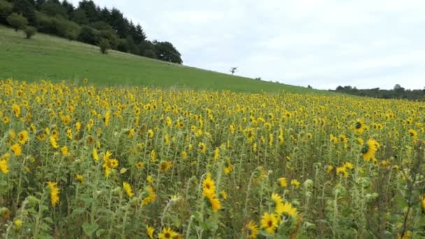 Eifel Bölgesindeki Schalkenmehrener Maar Gölü Nün Volkanik Manzarasında Ayçiçeği Tarlası — Stok video