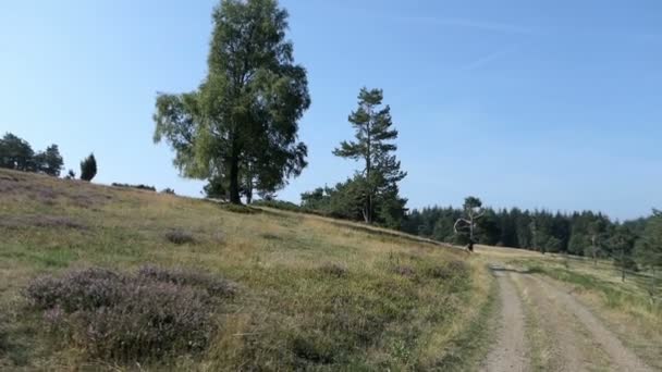 Almanya Nın Eifel Bölgesinde Heather Çiçek Açmış — Stok video