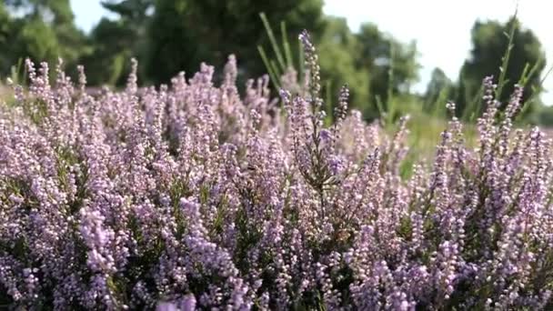 Heather Flower Eifel Region Germany — 图库视频影像