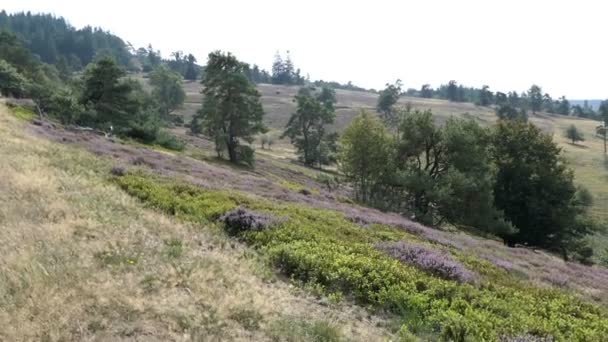 Heather Blossom Oblasti Eifel Německu — Stock video