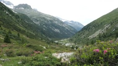 Alp Alpenrose baharda çiçek açar. Tirol Avusturya 'daki Schlegeis Vadisi.