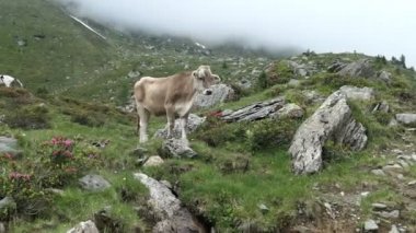 Alpenrose rhododendron ile çayırdaki bej inek. Tirol Avusturya 'daki Schlegeis Vadisi.