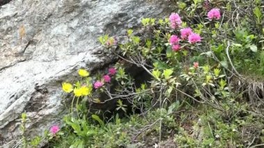 Alp Alpenrose baharda çiçek açar. Tirol Avusturya 'daki Schlegeis Vadisi.