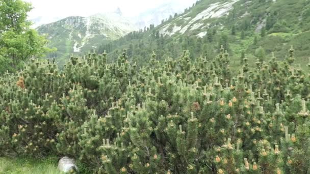 Trpasličí Borovice Pinus Mugo Rakouské Oblasti Alp Schlegeis Valley Tirol — Stock video