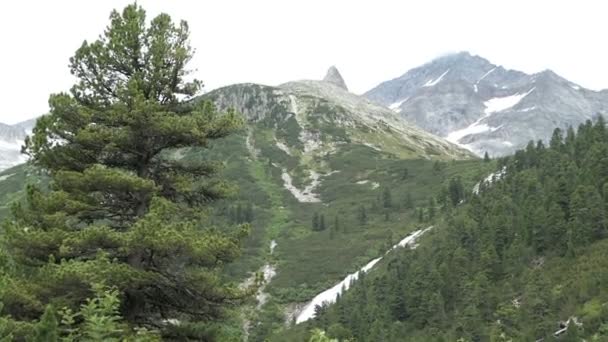 奥地利蒂罗尔施莱盖斯山谷高山景观中的松树和瀑布 — 图库视频影像