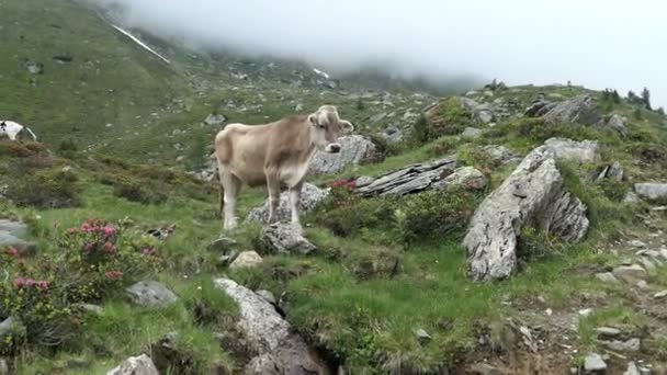 Vache Beige Sur Une Prairie Alpine Avec Rhododendron Alpenrose Vallée — Video