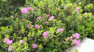 Alp Alpenrose baharda çiçek açar. Tirol Avusturya 'daki Schlegeis Vadisi.