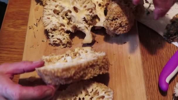 Fungo Couve Flor Sparassis Crispa Preparar Cogumelo Para Refeição Limpeza — Vídeo de Stock