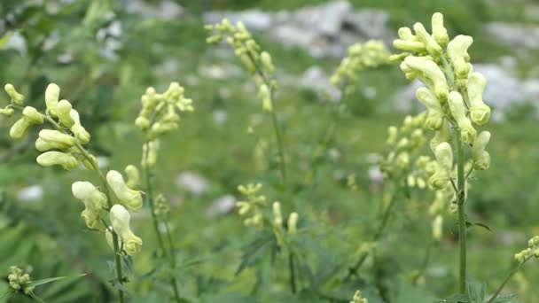 Отруйний Квітка Aconitum Lycoctonum Квітка Розквіті — стокове відео