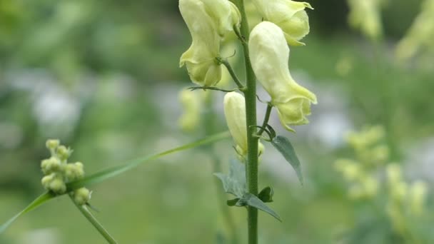 Giftige Bloem Aconitum Lycoctonum Wolfsbane Bloem Bloesem — Stockvideo