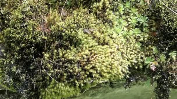 Rots Met Planten Waterdruppels Die Naar Beneden Vallen Mossen Varens — Stockvideo