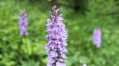 Bir grup çalılık çayırda orkide gördü. Avusturya 'daki yüksek tauern sıradağları.