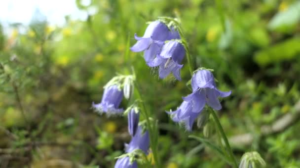 Blaubartglockenblumen Vollständiger Rahmen — Stockvideo