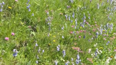 Beyaz çan çiçeği ve mavi çan çiçekleri.