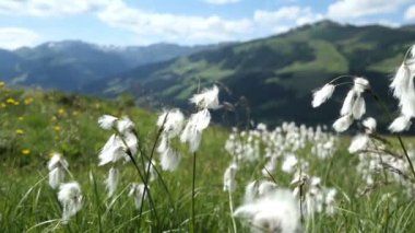 Gerlos yüksek tauern dağlarında Plattenkogel Dağı. Tirol. Pamuk otları büyüyor.