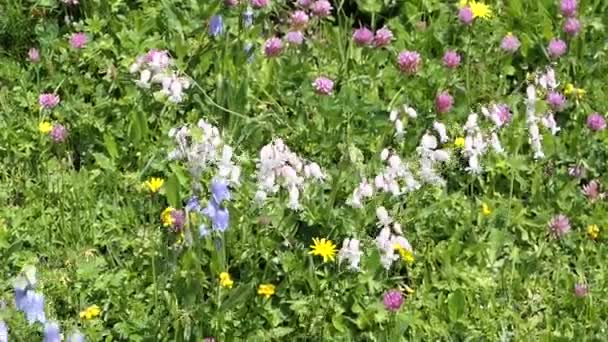 白色的野营花和蓝色的铃铛花 — 图库视频影像