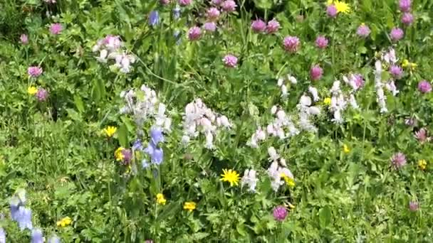 Prairie de fleurs de campion blanc et de fleurs de cloche bleue 