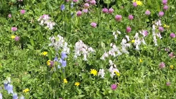 Pradera Flores Campión Blanco Flores Campana Azul — Vídeos de Stock