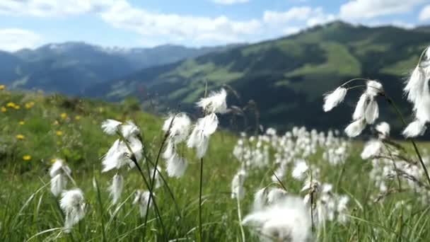 Plattenkogel Hora Gerlos Vysoké Tauern Hory Tyrolsko Pěstování Bavlny — Stock video