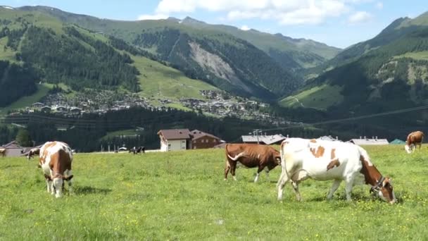 Grupo Vacas Jovens Alta Cordilheira Taunerna Áustria — Vídeo de Stock