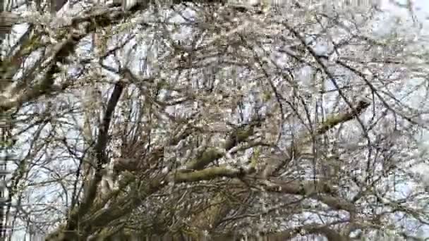 Söğüt Ağacı Filizleri Baltık Deniz Kıyıları — Stok video