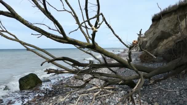 Флінт Кам Яному Пляжі Біля Скелі Ареншоп Деревом Березі Балтійський — стокове відео