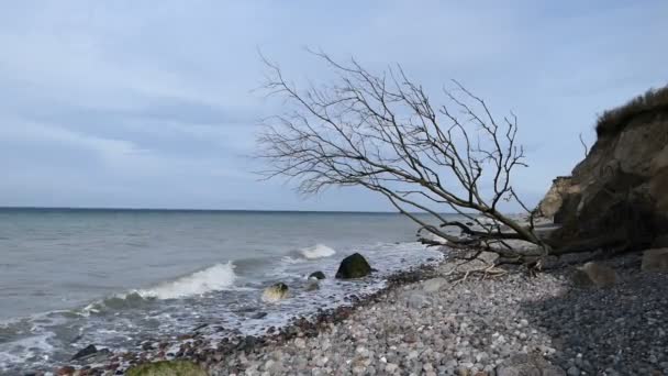 海岸に流木の木があるAhrenshop崖の平らな石のビーチ バルト海沿岸の風景 メクレンブルク フォアポンメルン ドイツ — ストック動画