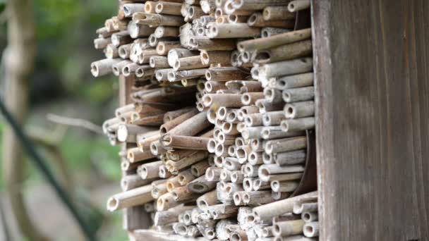 ミツバチやワップのための虫のホテルで野生の孤独な蜂 赤いマソン蜂 竹の巣 — ストック動画