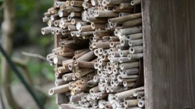 Böcek otelinde arılar ve arılar için yalnız yabani arılar (Red Mason bee). Bambu sürüsü yuvaları.