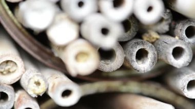 Böcek otelinde arılar ve arılar için yalnız yabani arılar (Red Mason bee). Bambu sürüsü yuvaları.