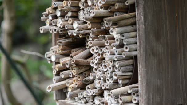 Abejas Solitarias Salvajes Abeja Albañil Roja Hotel Insectos Para Abejas — Vídeos de Stock