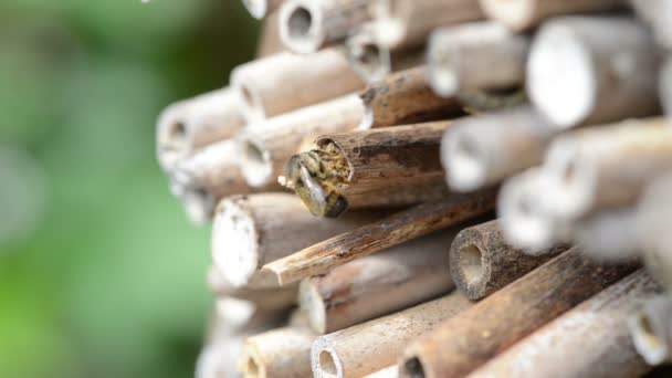 Wilde Solitaire Bijen Rode Metselbij Sluiten Nest Ingang Bug Hotel — Stockvideo