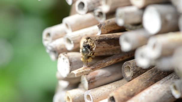 野生孤蜂 红石蜂 关闭昆虫旅馆竹子窝的巢口 — 图库视频影像