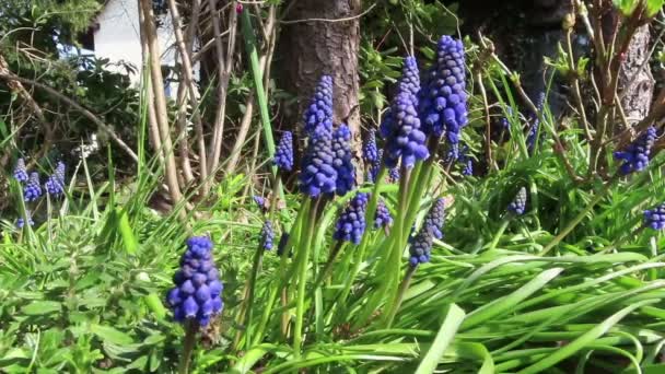 Honingbijen Blauwe Druif Hyacint Bloem Lente — Stockvideo